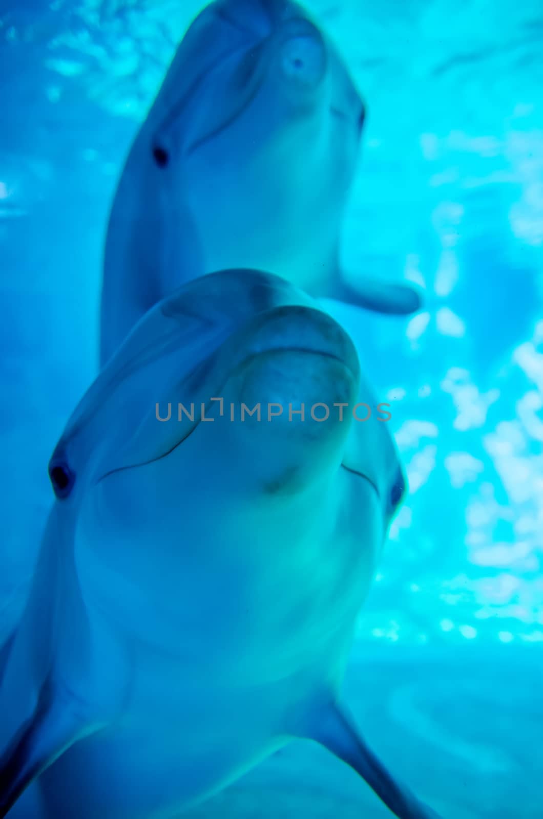 dolphin posing for a camera closeup by digidreamgrafix