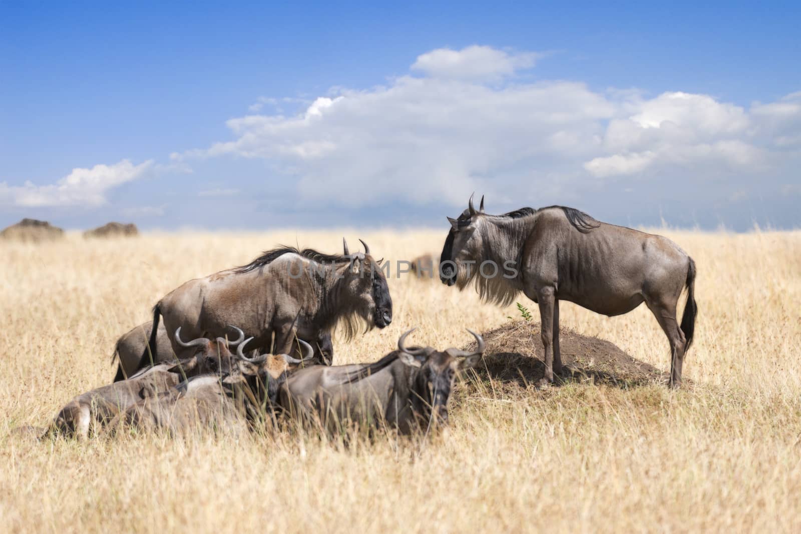 herd of white bearded wildebeest (Connochaetes tuarinus mearnsi) resting on pastures of  Maasai Mara National Reserve, Kenya 