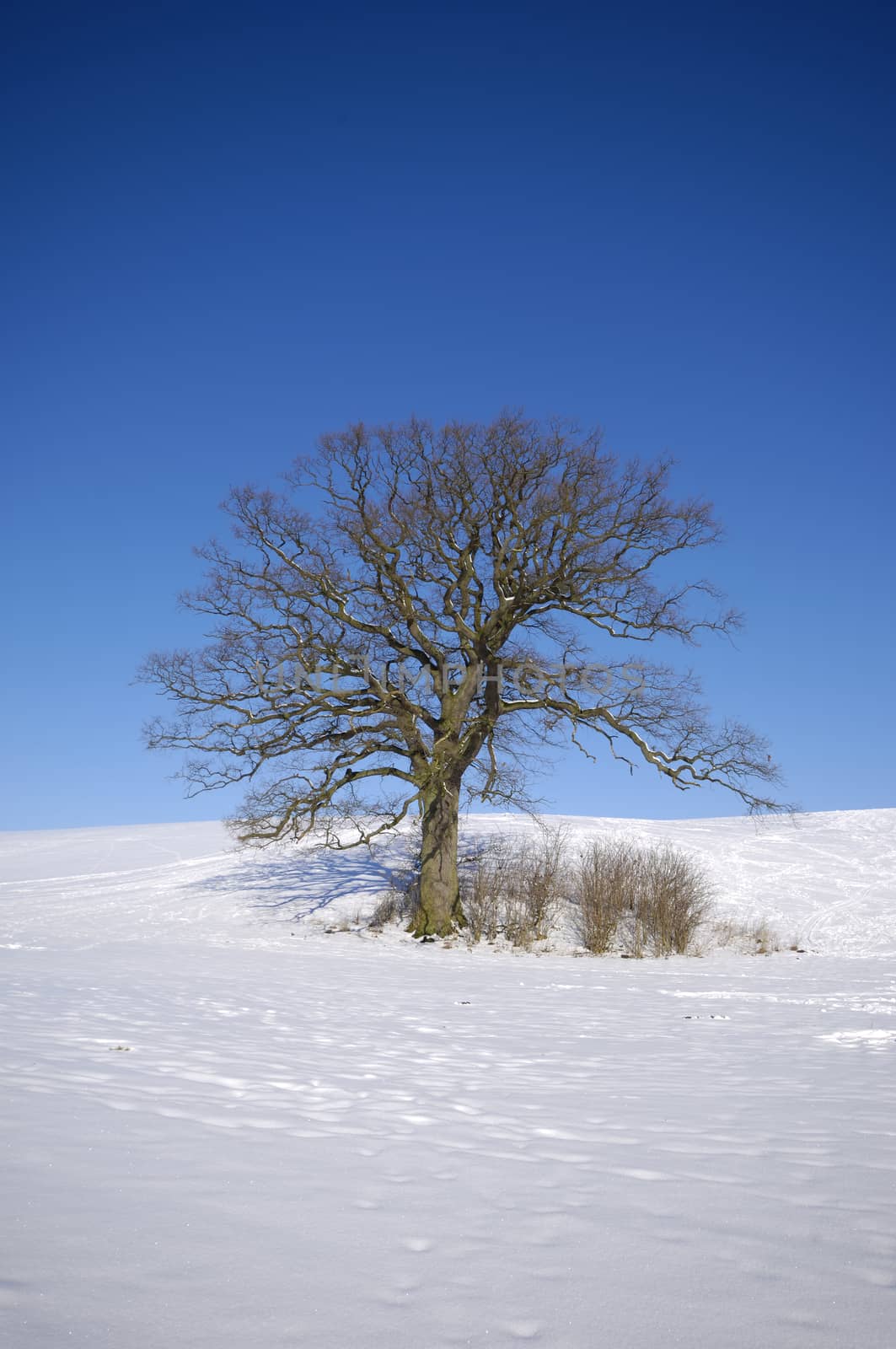 Tree on hill at winter. The ground is coverd with snow.