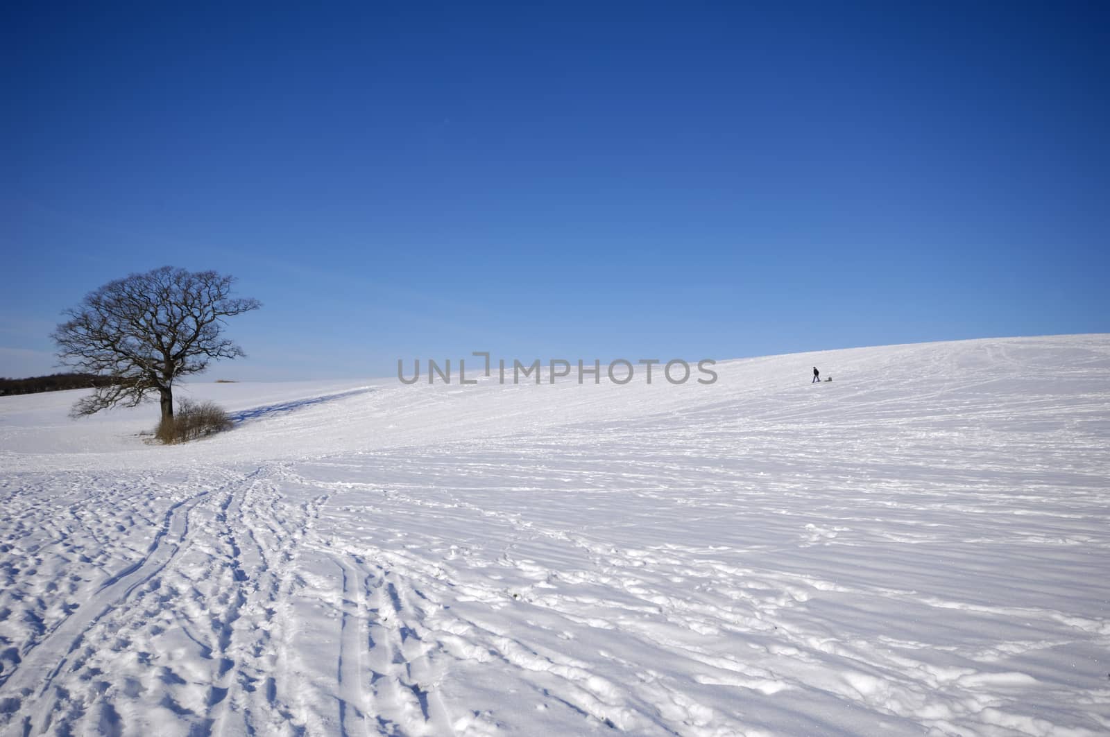 Tree on hill at winter. The ground is coverd with snow.