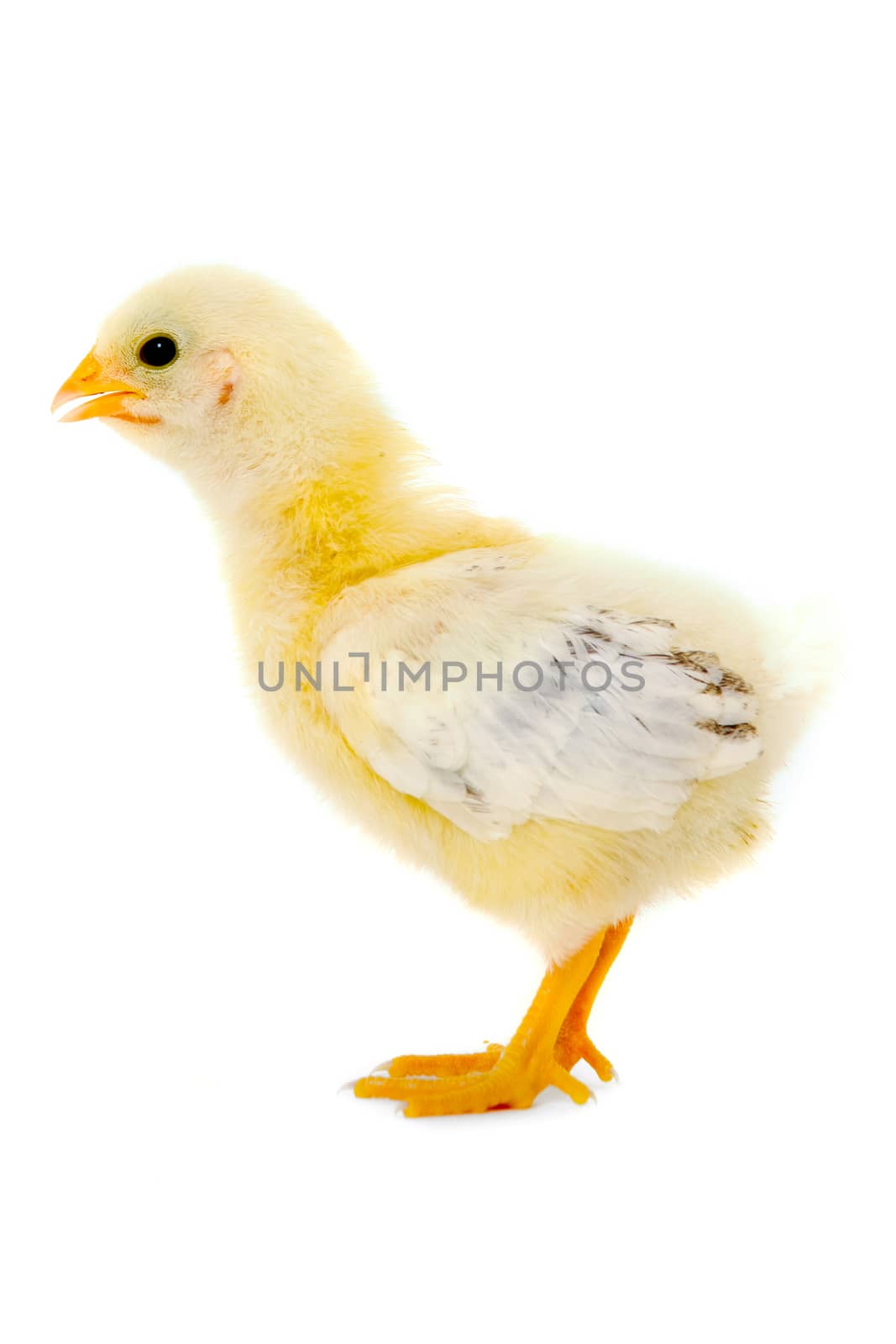 Chicken baby by cfoto