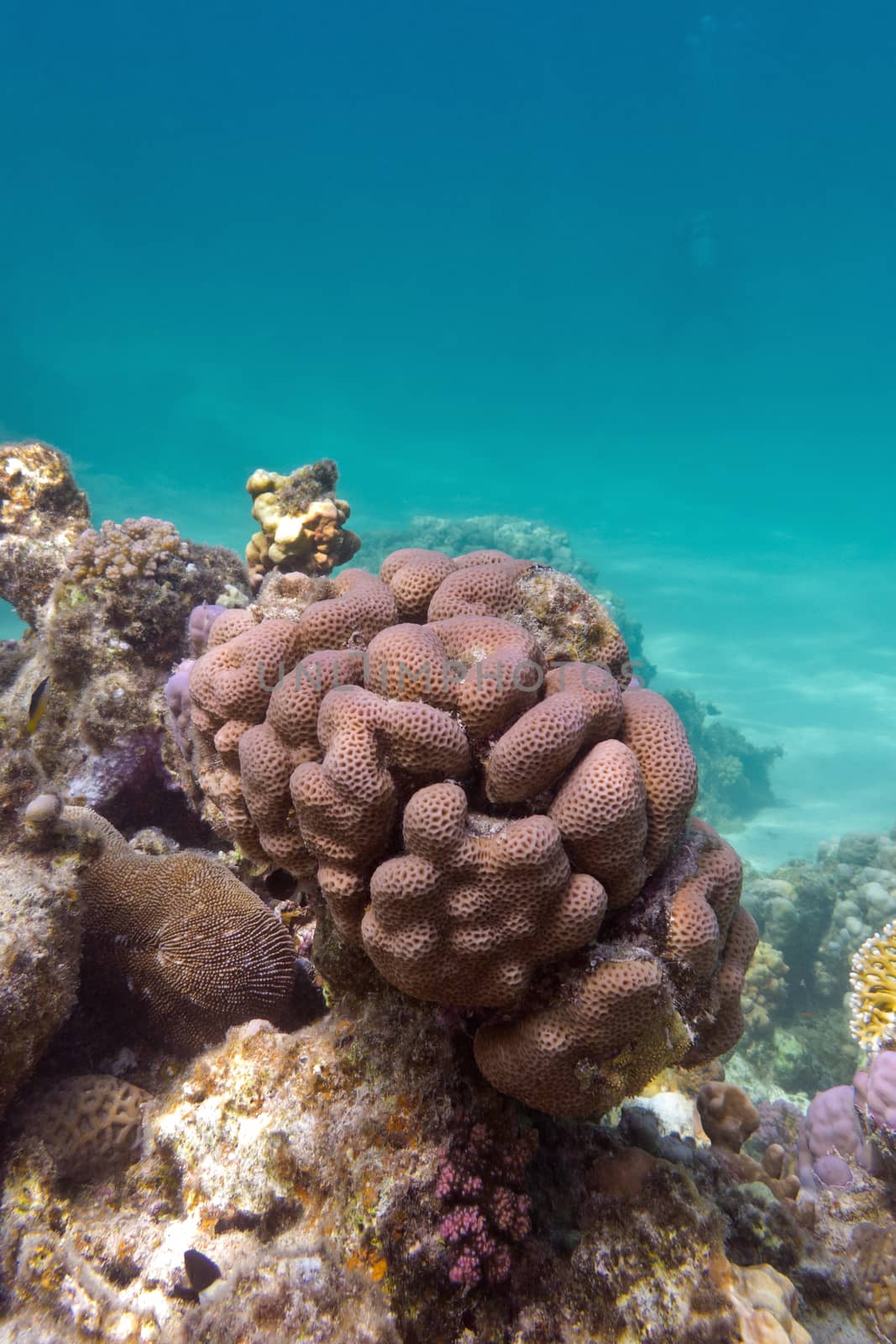 coral reef with brain coral at the bottom of tropical sea on blue water background