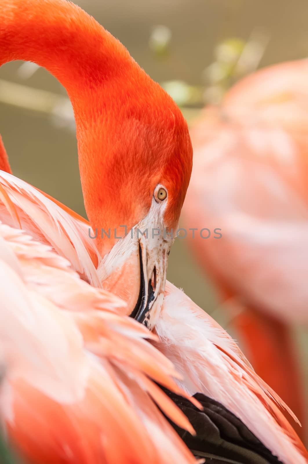 pink flamingo at a zoo in spring by digidreamgrafix