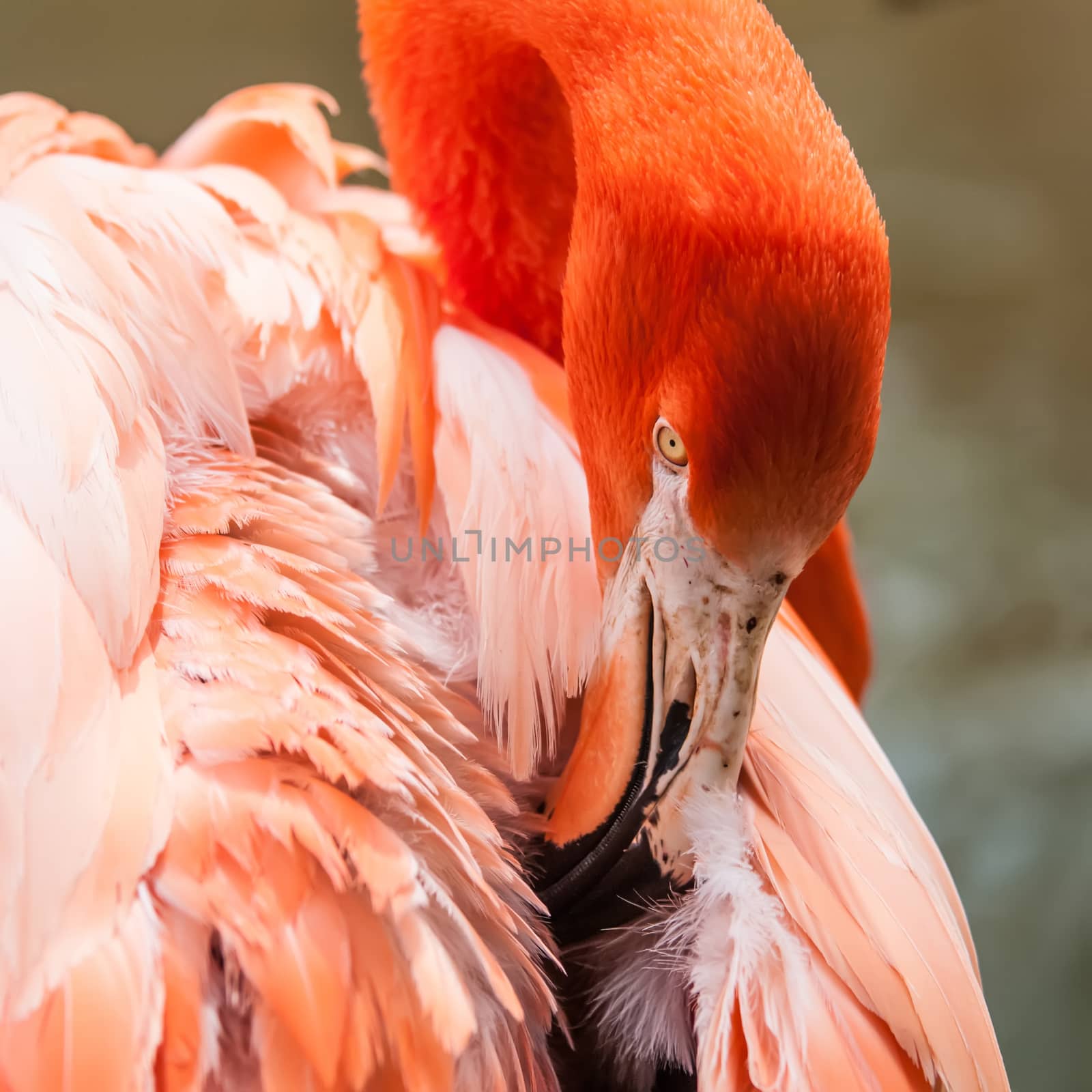 pink flamingo at a zoo
