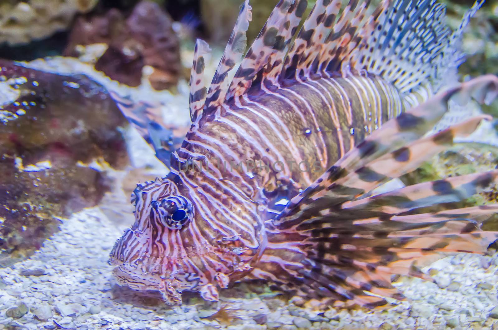 poisonous exotic zebra striped lion fish  by digidreamgrafix