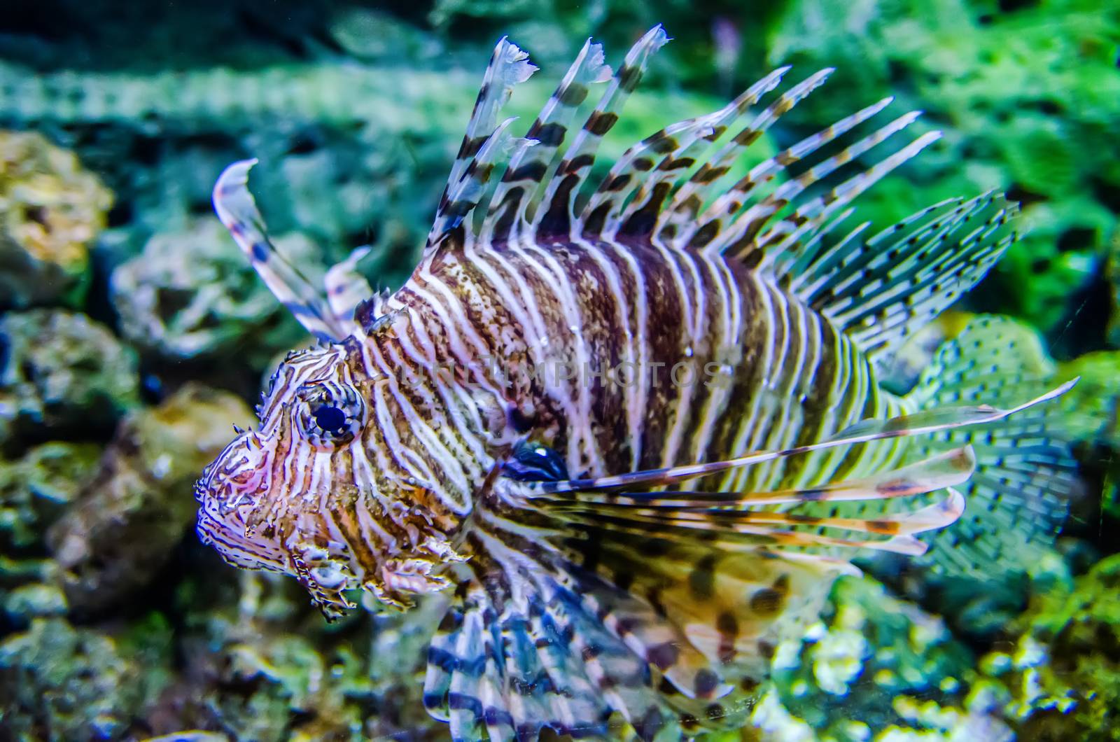 poisonous exotic zebra striped lion fish  by digidreamgrafix