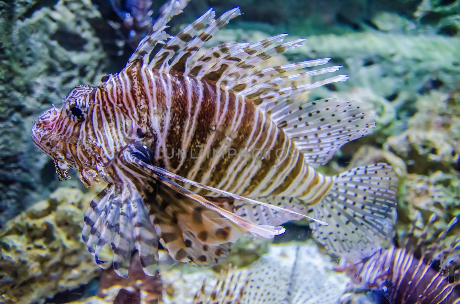 poisonous exotic zebra striped lion fish  by digidreamgrafix
