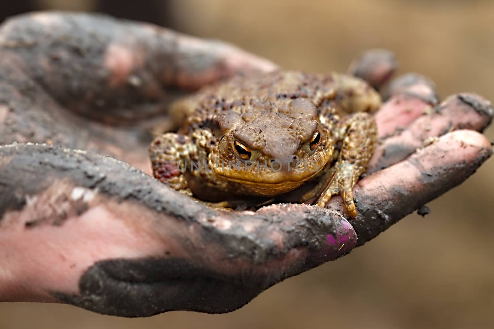 Big common toad in human hand