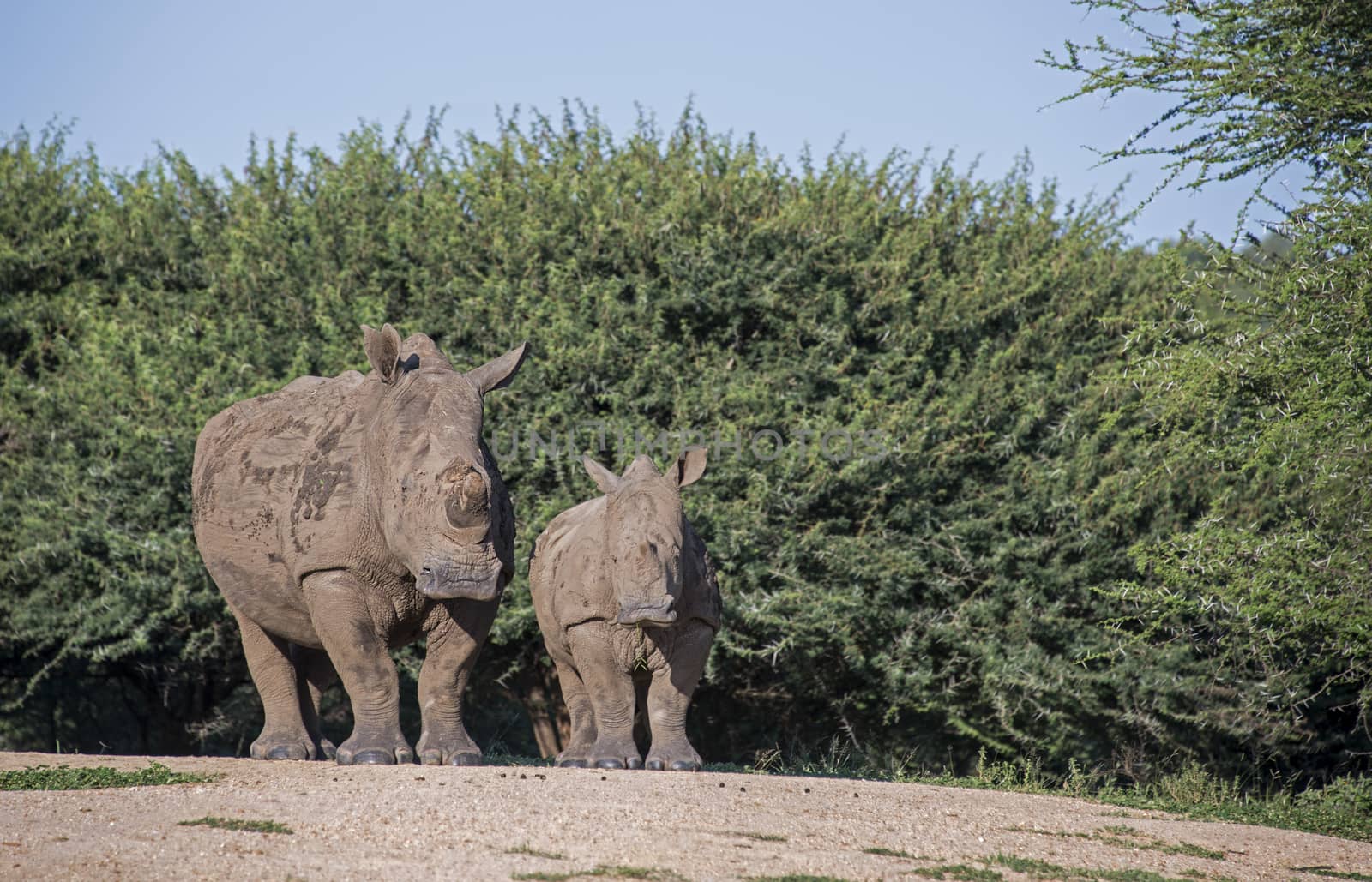 white rhon oceros with young one in africa kruger park