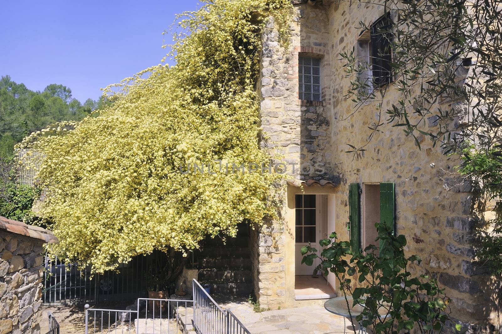 stone house in the Cevennes with a huge rose Banks