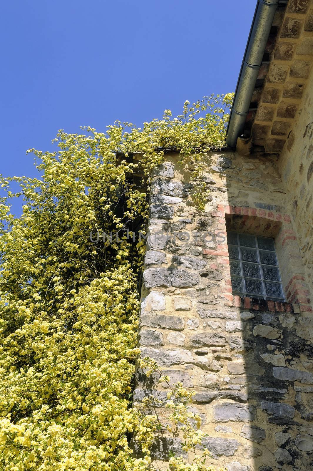 stone house in the Cevennes with a huge rose Banks
