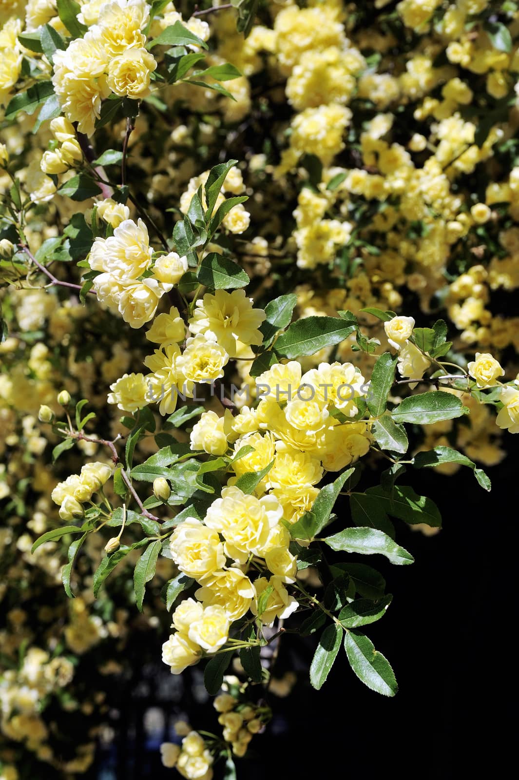 Huge Banks rose with yellow flowers close up