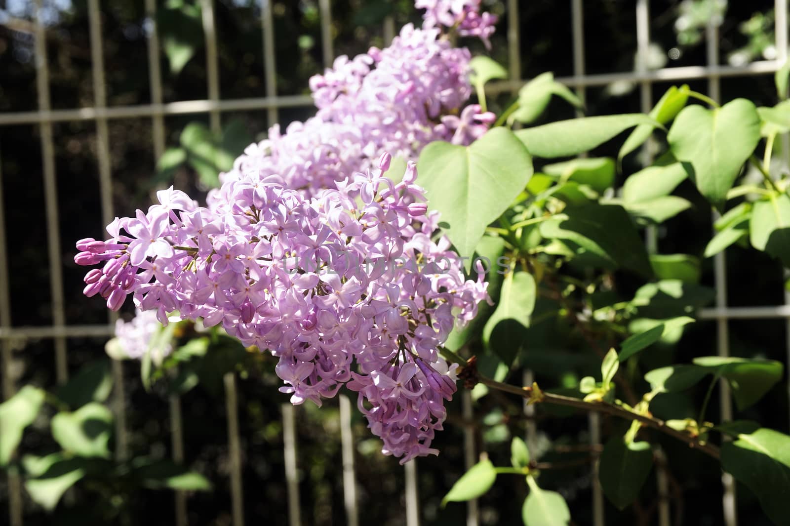 Lilac flowers in a garden close up