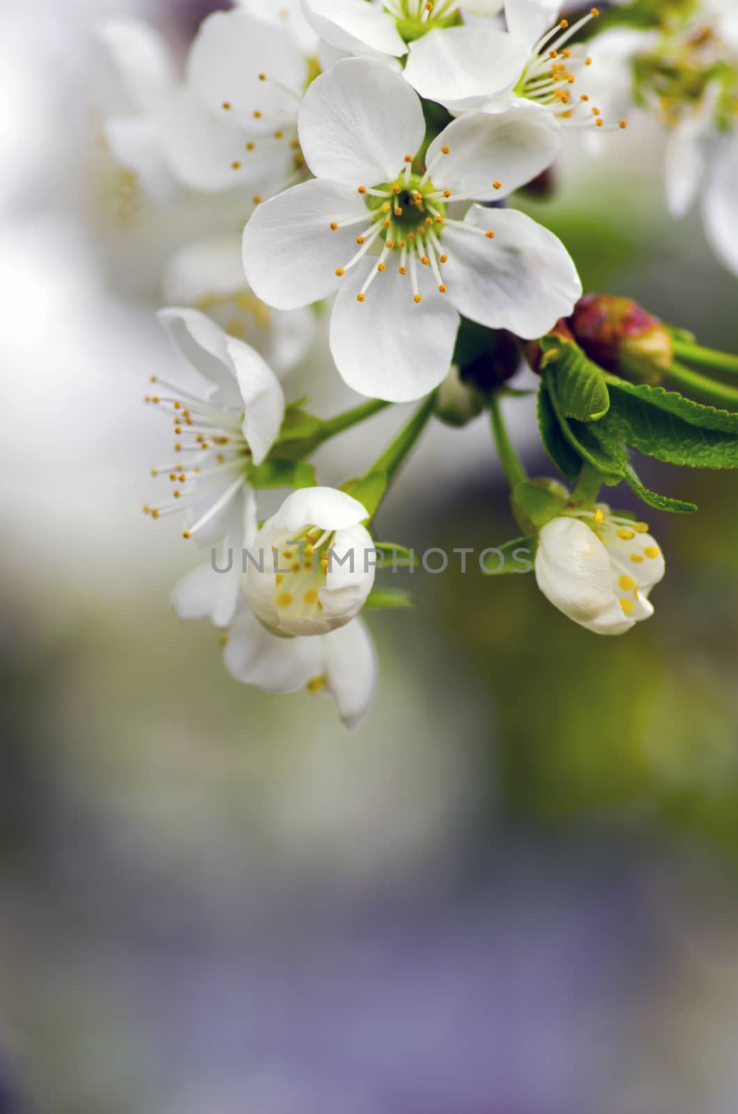 Cherry blossom closeup over natural background