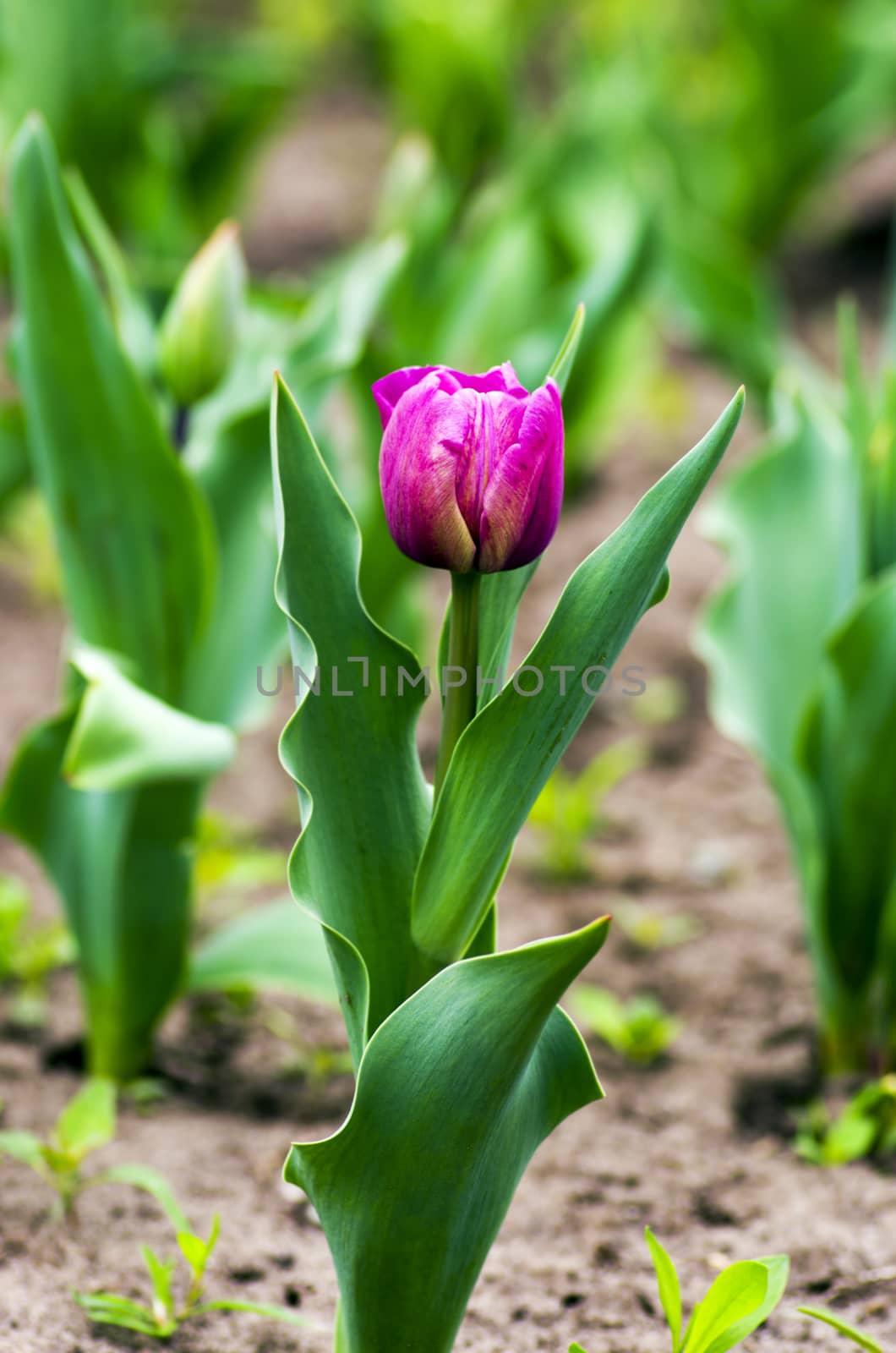 Spring background with tulips