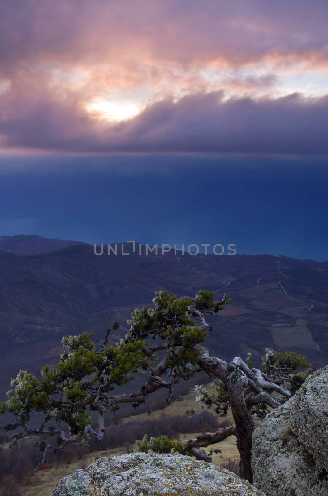 mountain pine in the background is Demerdji in the Crimea 