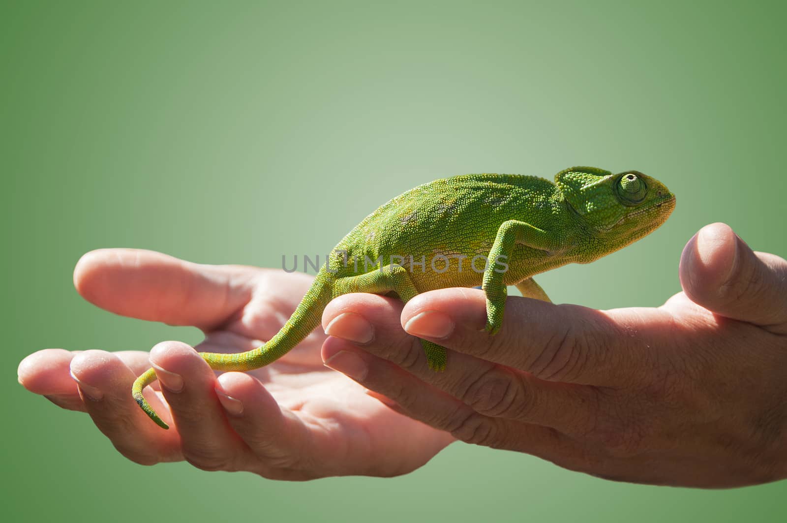 Chameleon in some hands by danielbarquero