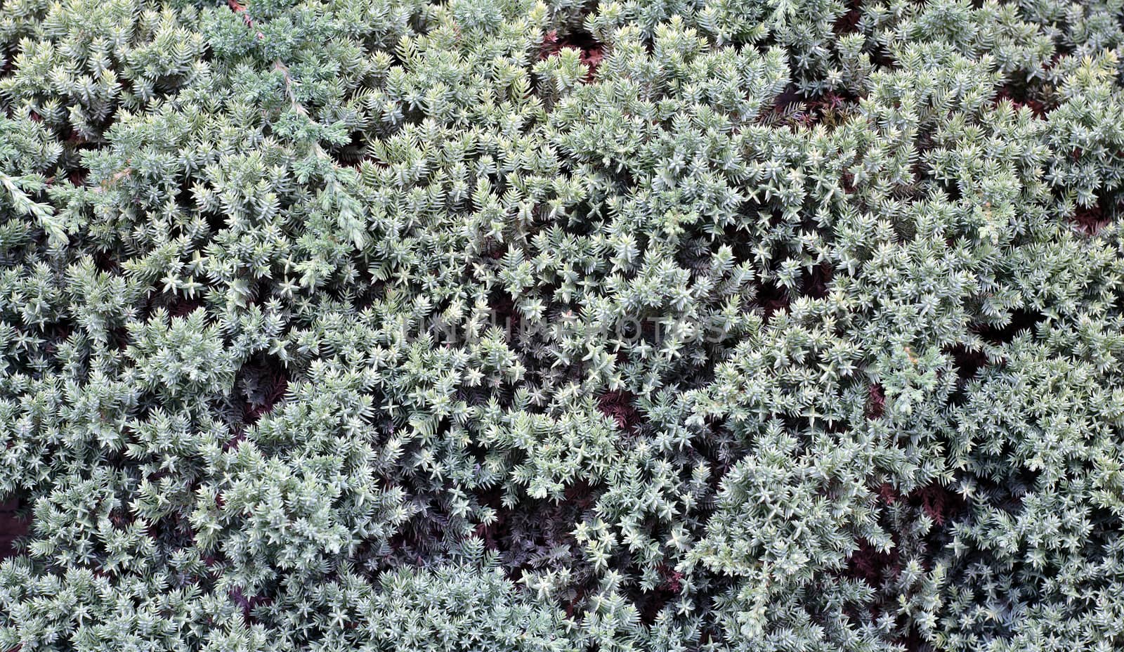 Lavender in the autumn, view from above, densely planted area