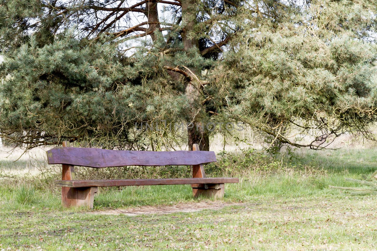 outdoor wooden bench with tree in background
