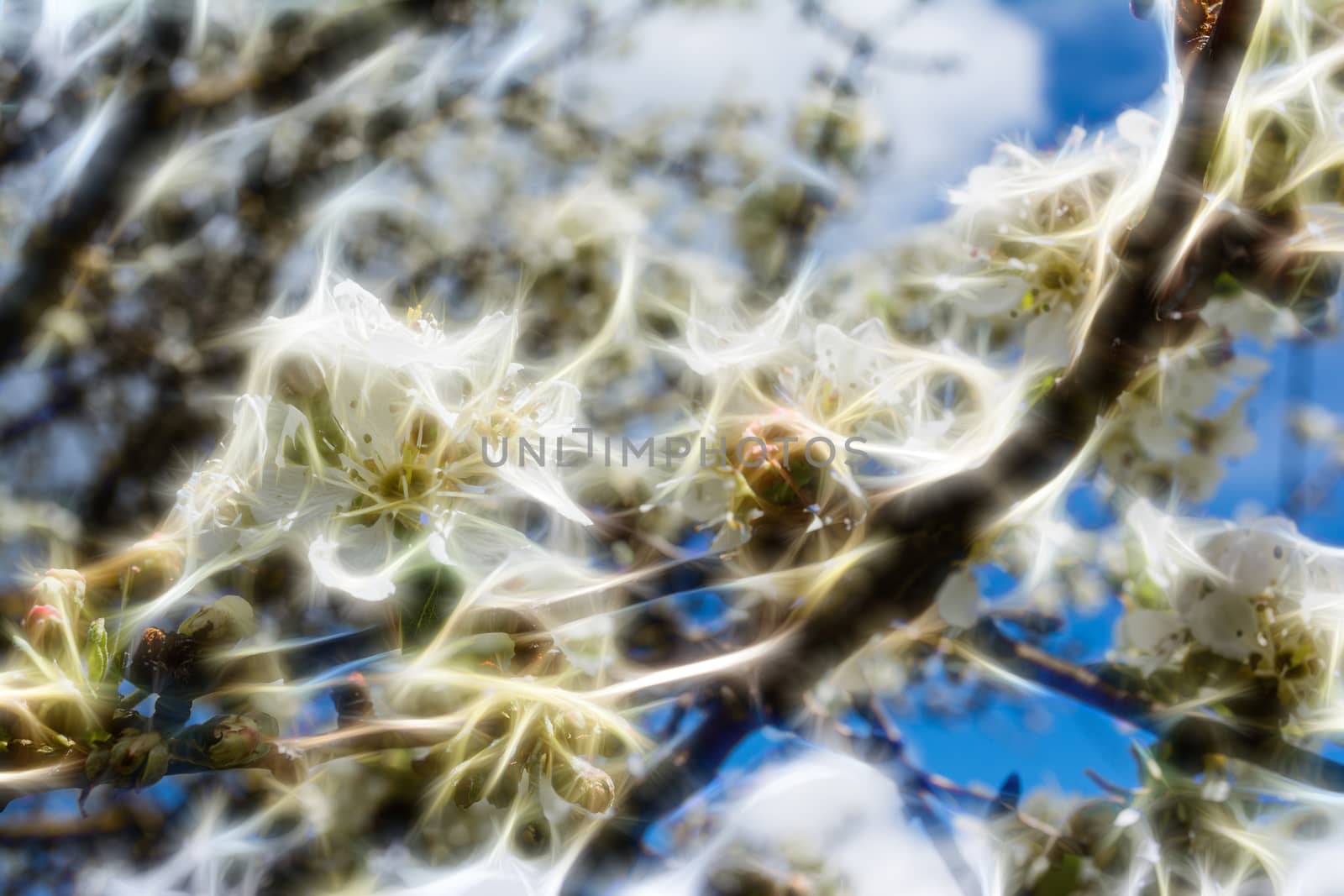 Abstract floral background of white flowers