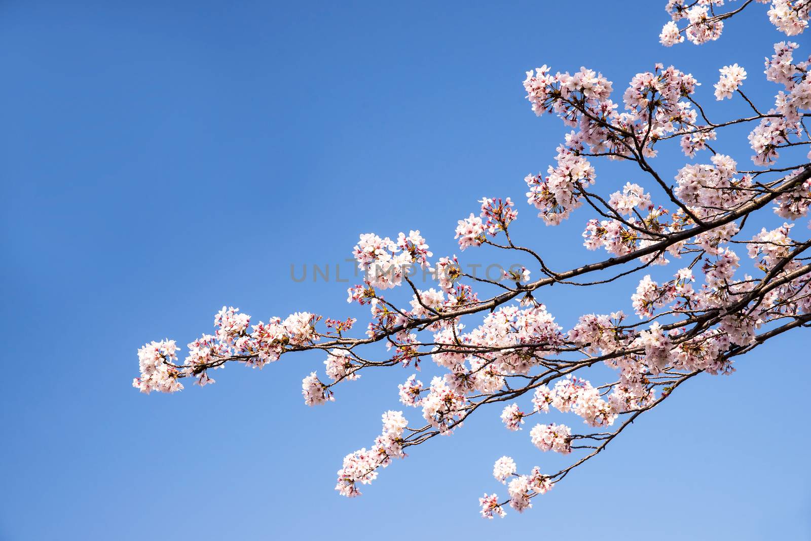 Cherry blossom or Sakura in a park of Japan