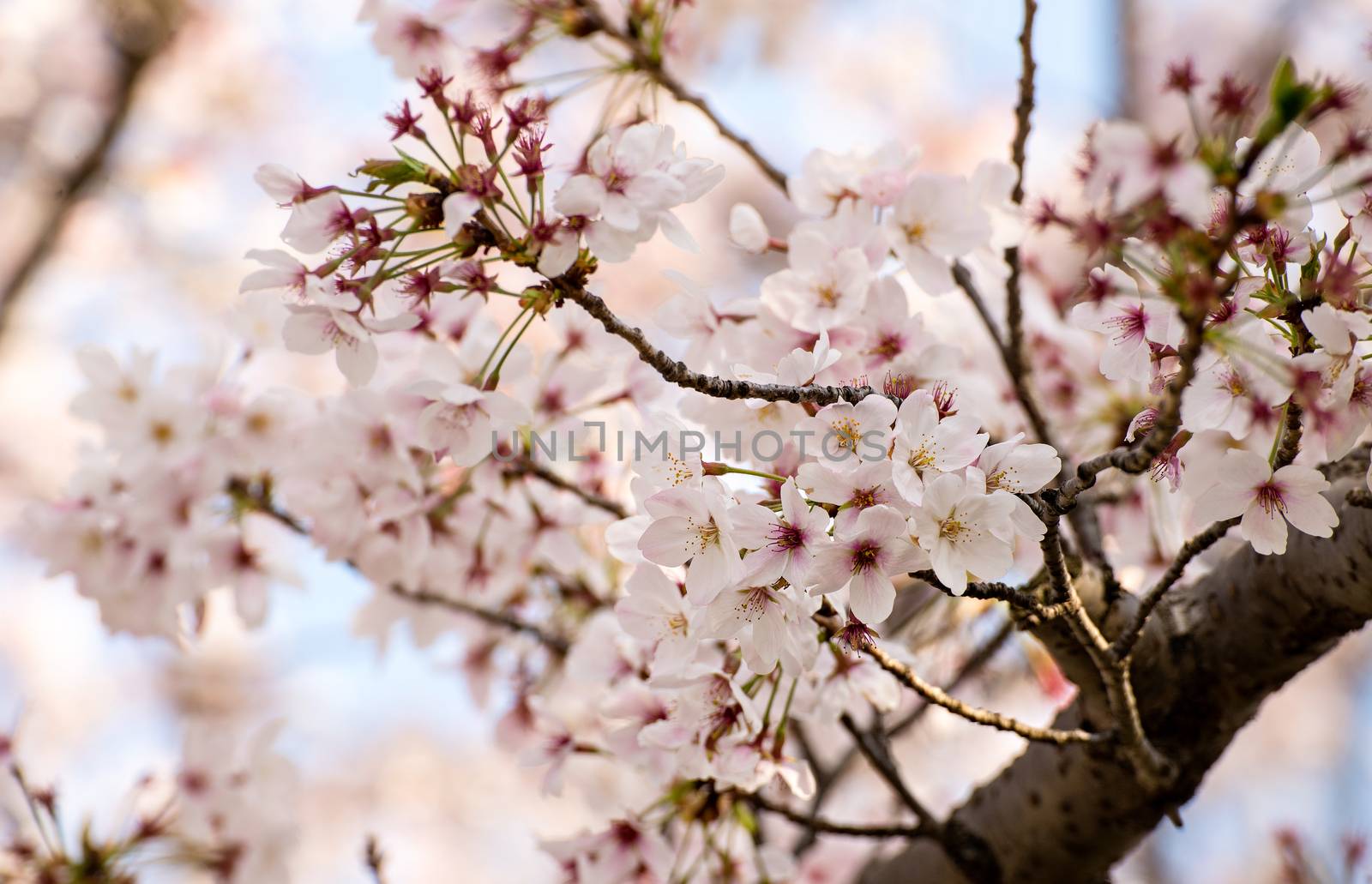 Cherry blossom or Sakura in a park of Japan