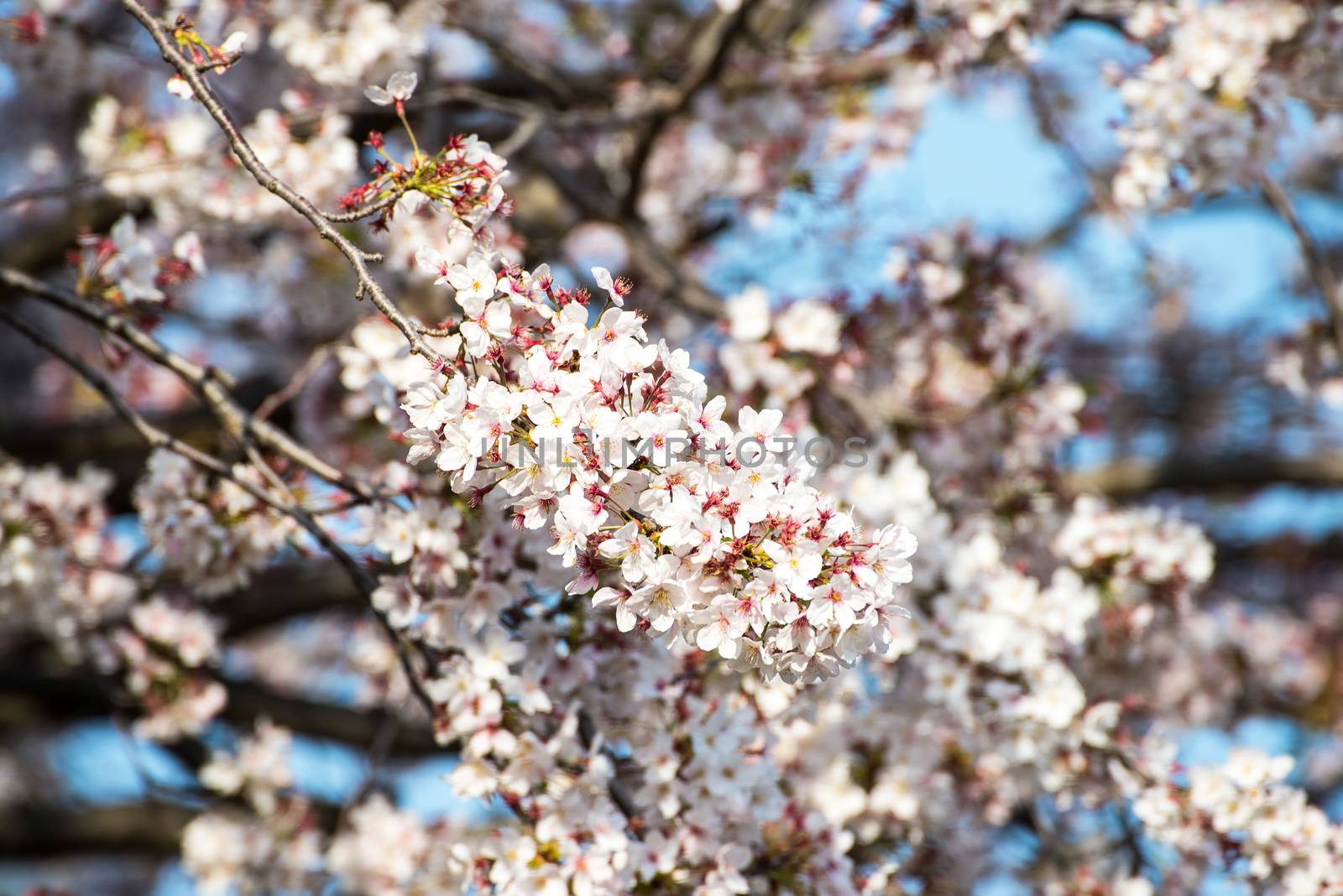 Cherry blossom or Sakura in a park of Japan