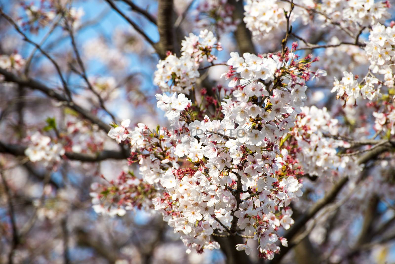 Cherry blossom or Sakura in a park of Japan