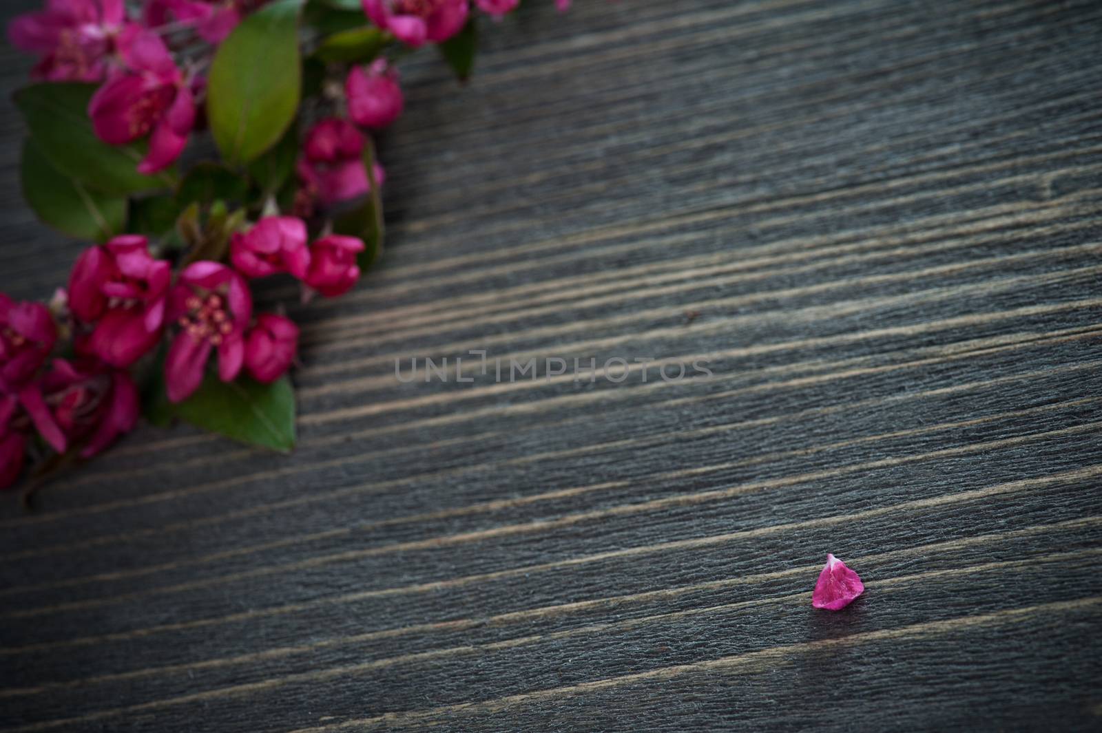 Pink  blossom and a  petal on a dark wooden background. Shallow depth of field 