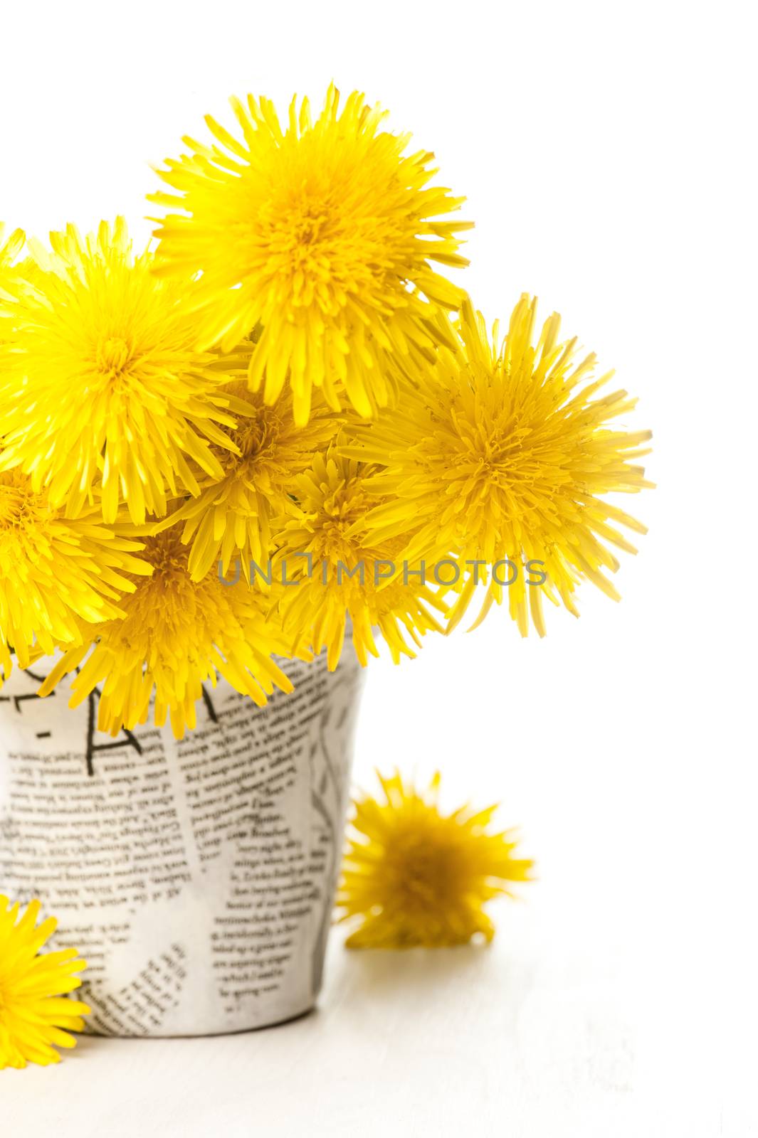 Dandelions in a news paper pot on a white wooden background 