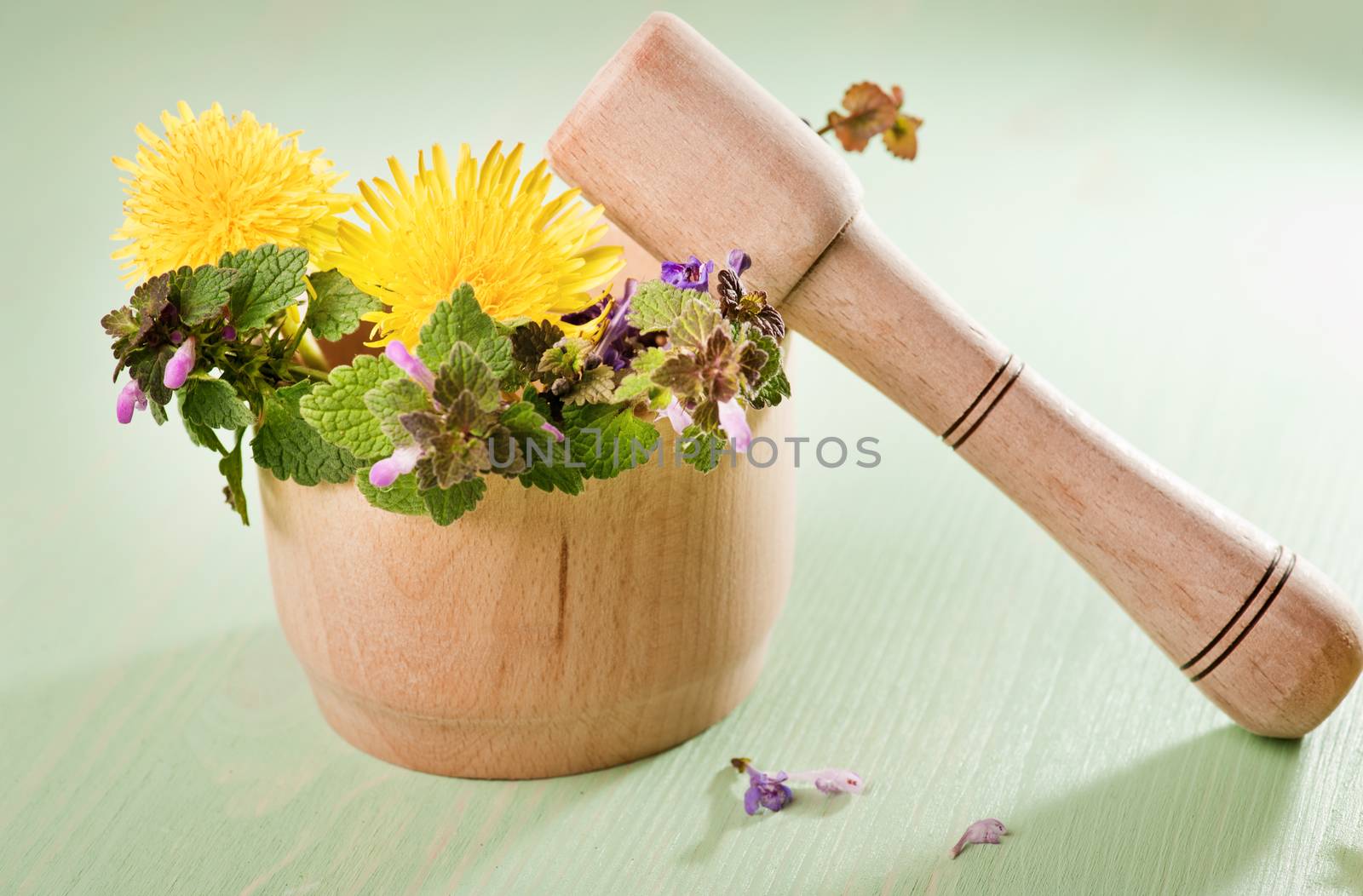 Fresh herbs and dandelions in a wooden mortar on a mint wooden table 