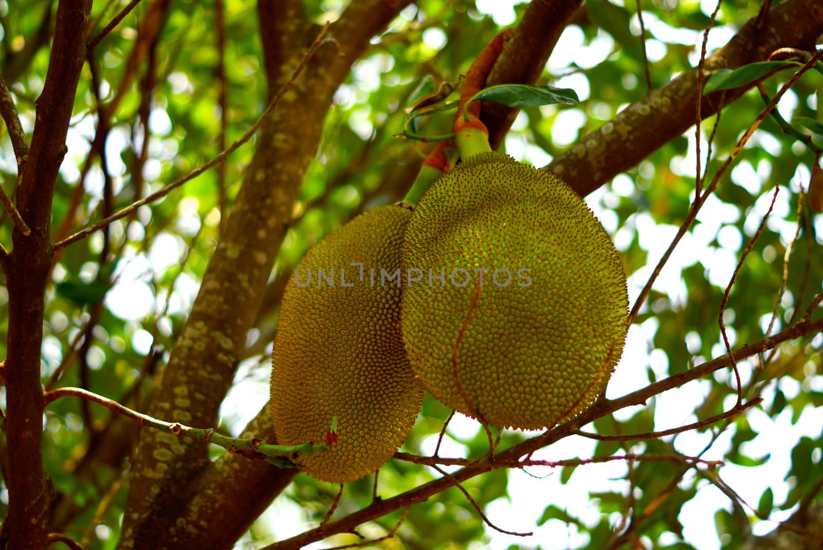 wild jack fruits,shallow focus