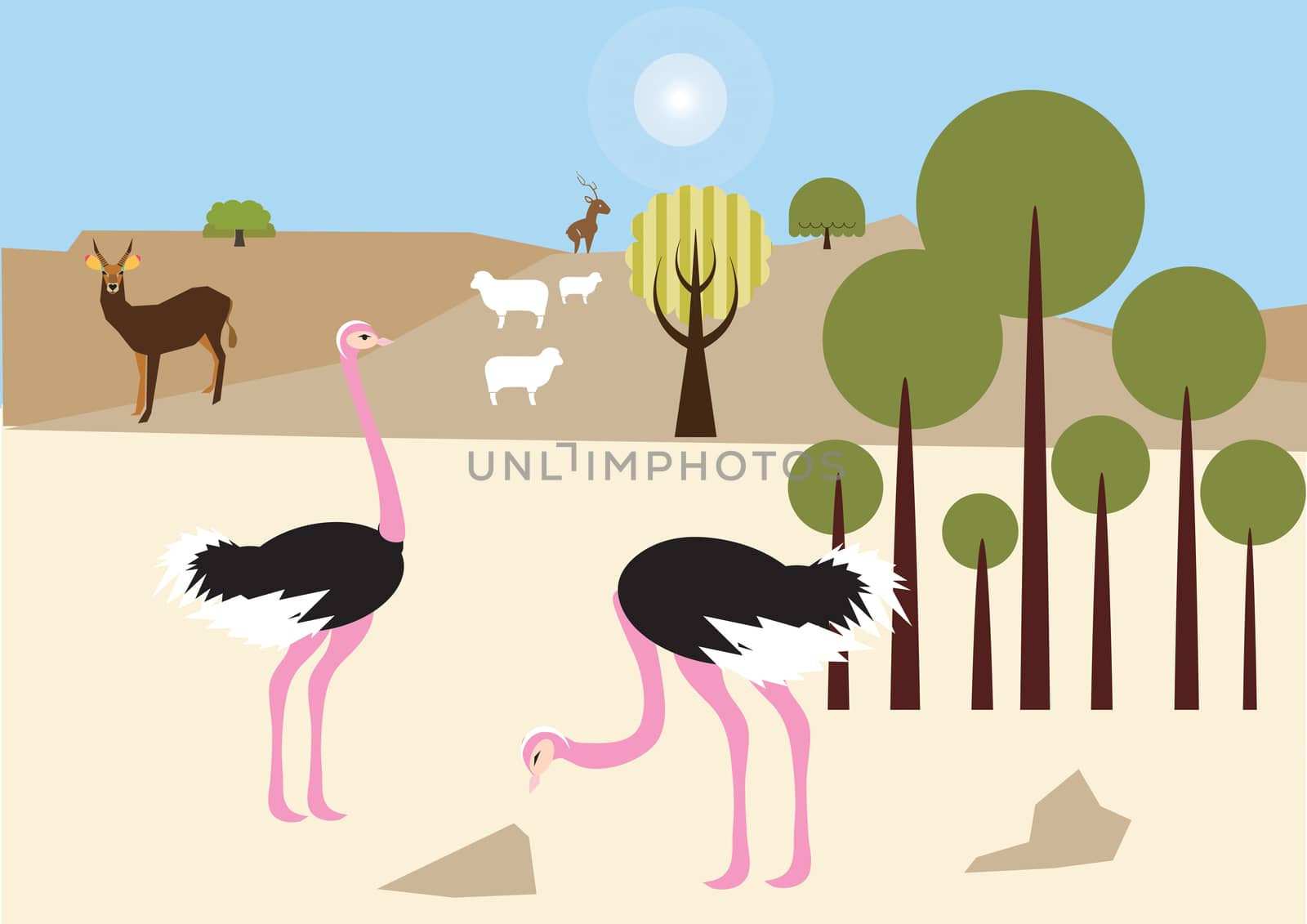 Ostriches in the desert by MichalEyal
