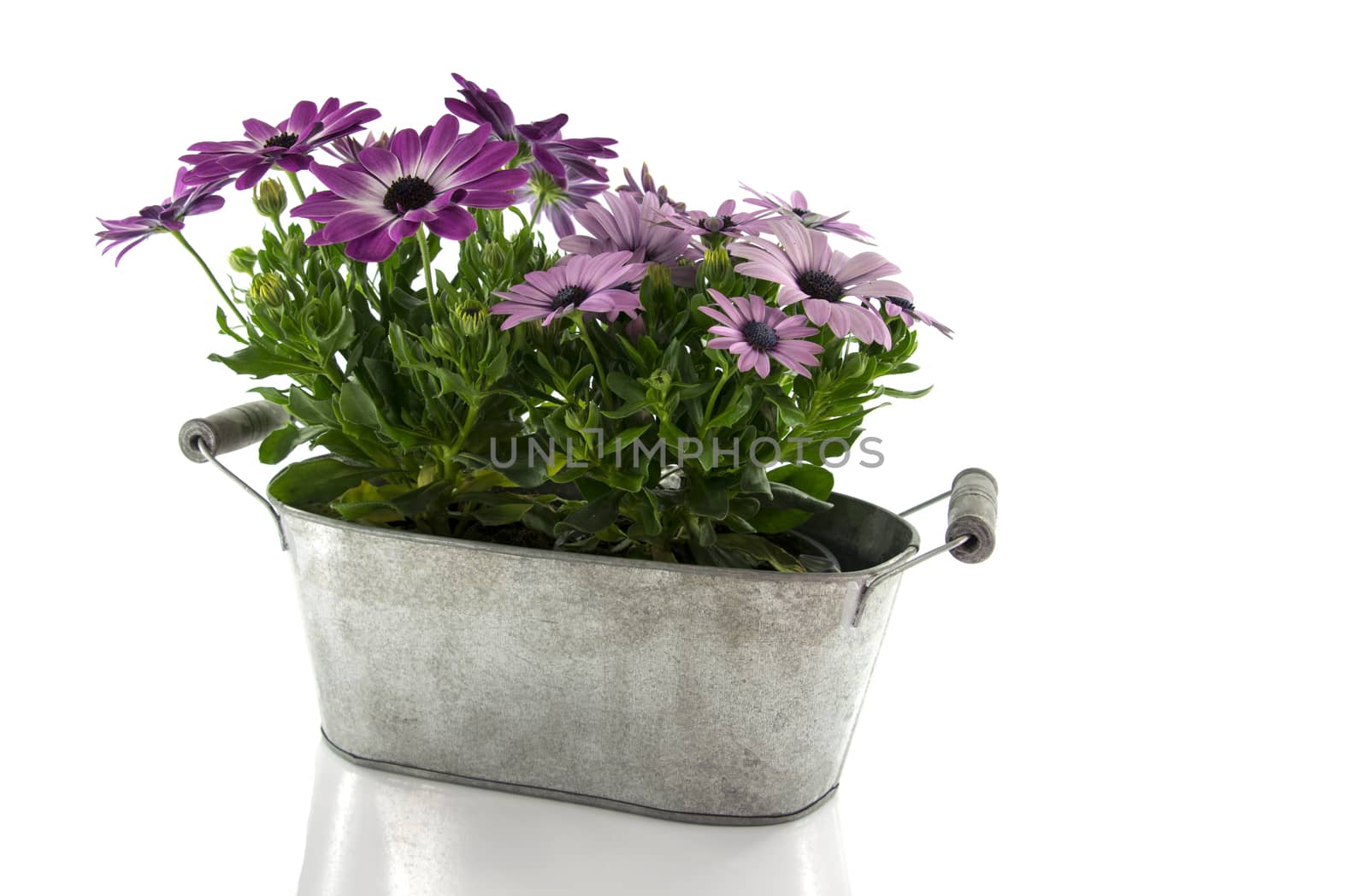 metal pot with spanish daisy isolated on white background