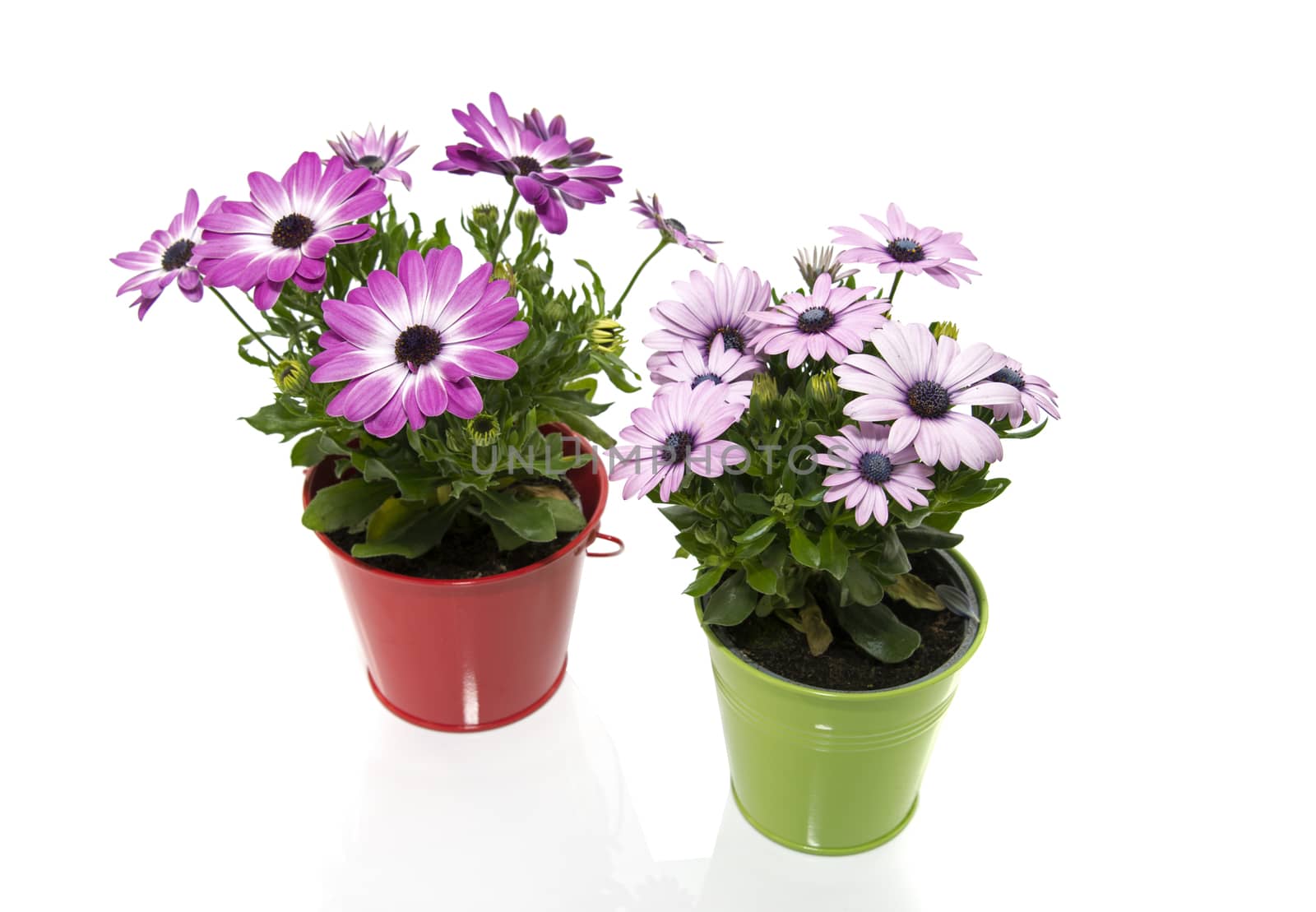 spanish daisy flowers in red and green bucket by compuinfoto