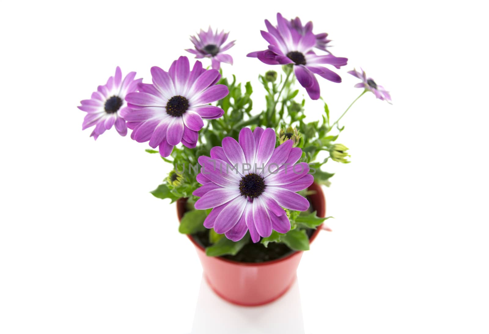 pink spanish daisy closeup with white background