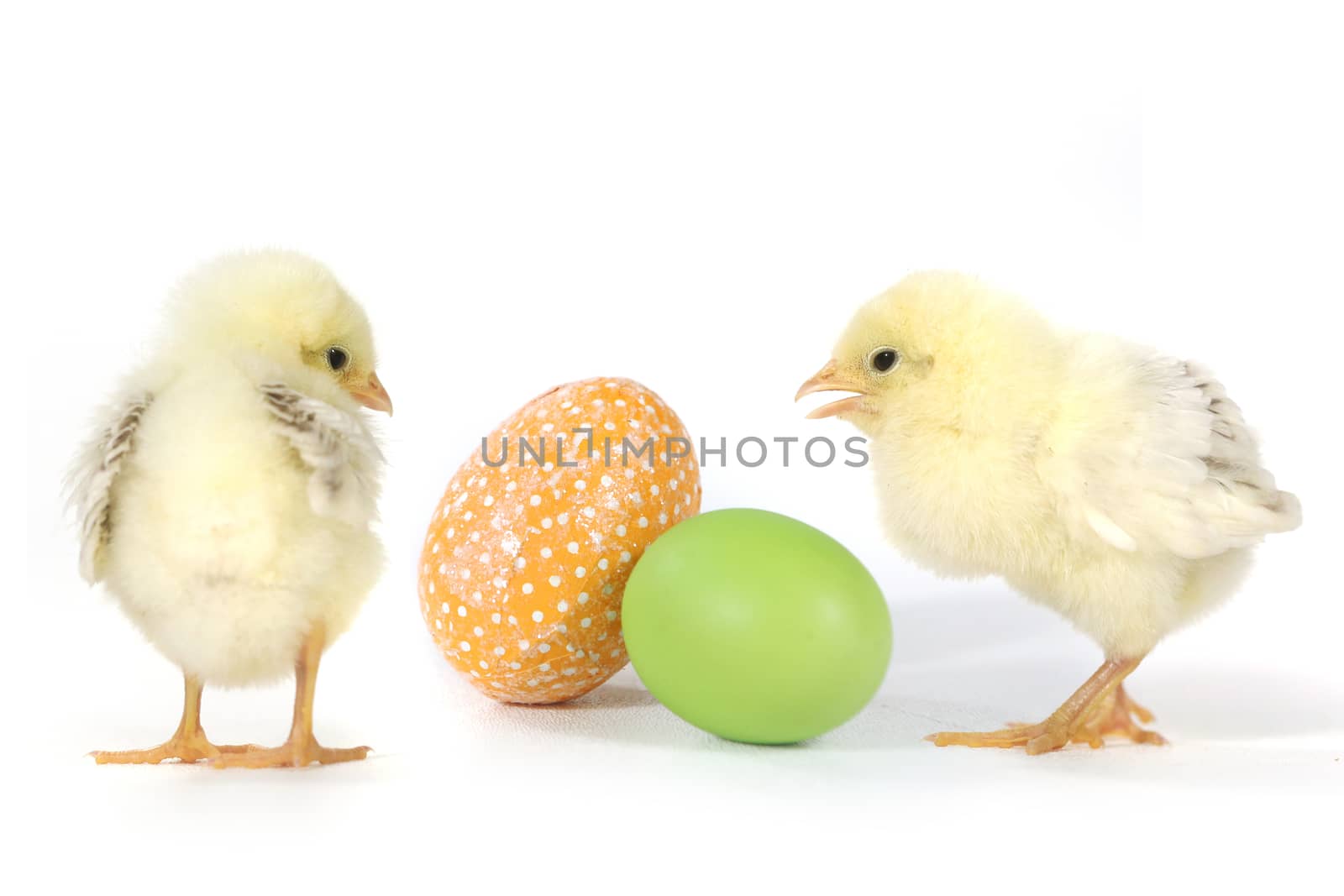 Image With Baby Chicks and Eggs by tobkatrina