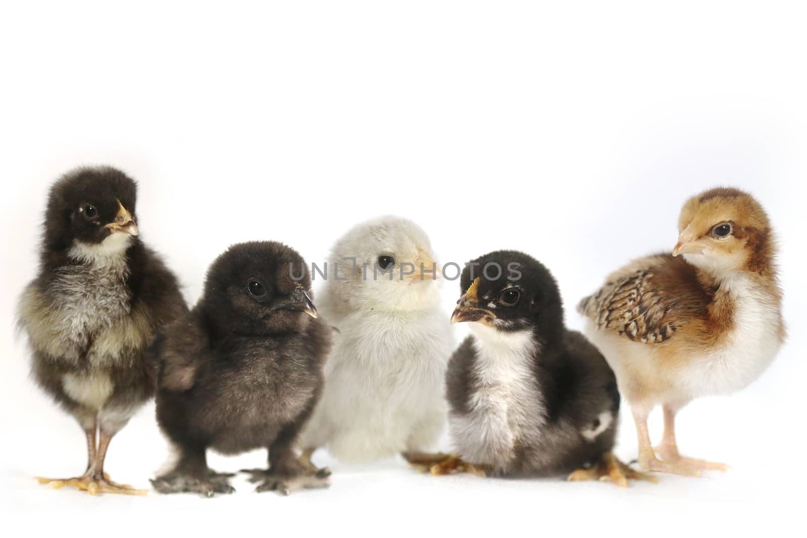 Multiple Baby Chick Chickens Lined Up on White