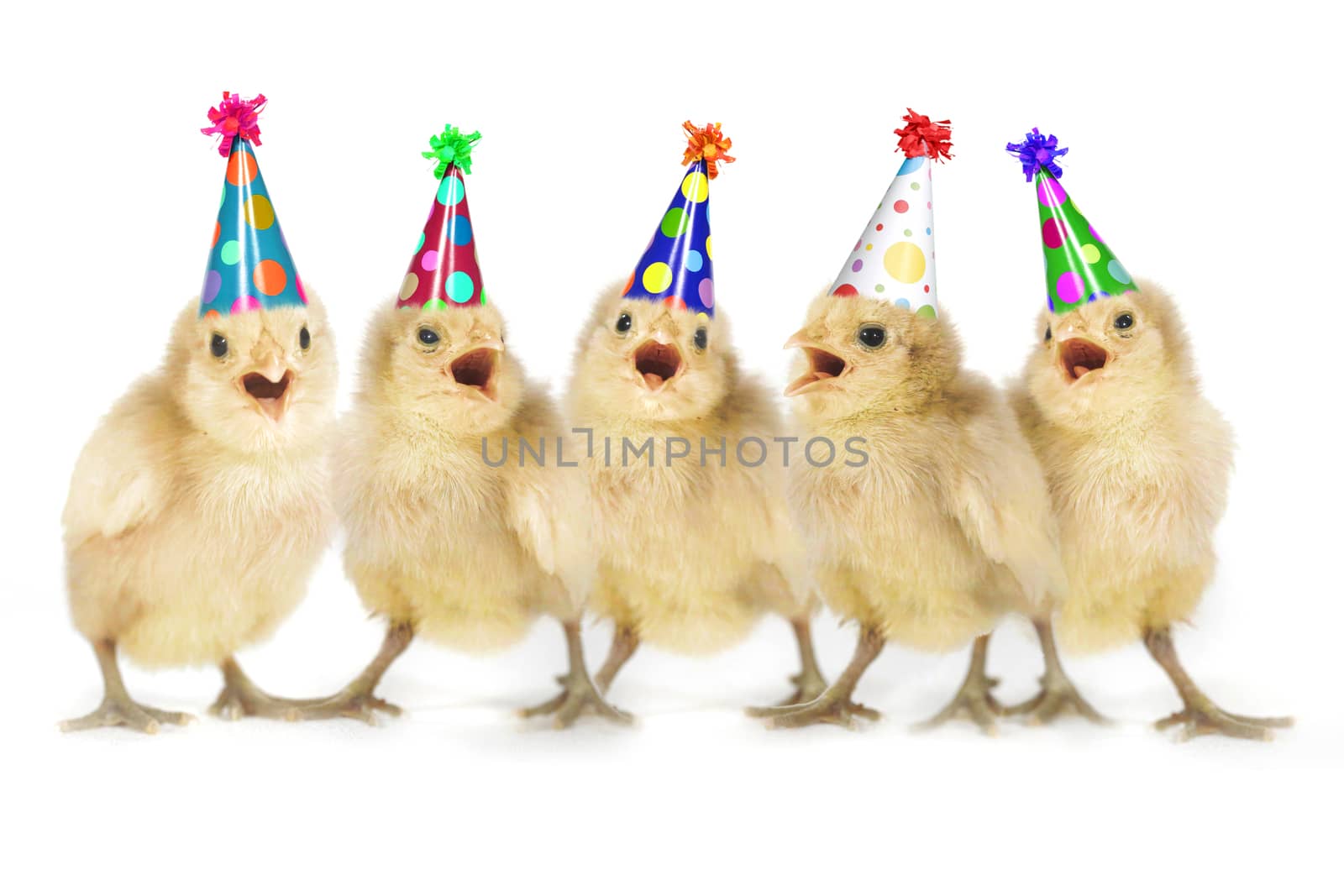 Birthday Yellow Baby Chicks Lined Up