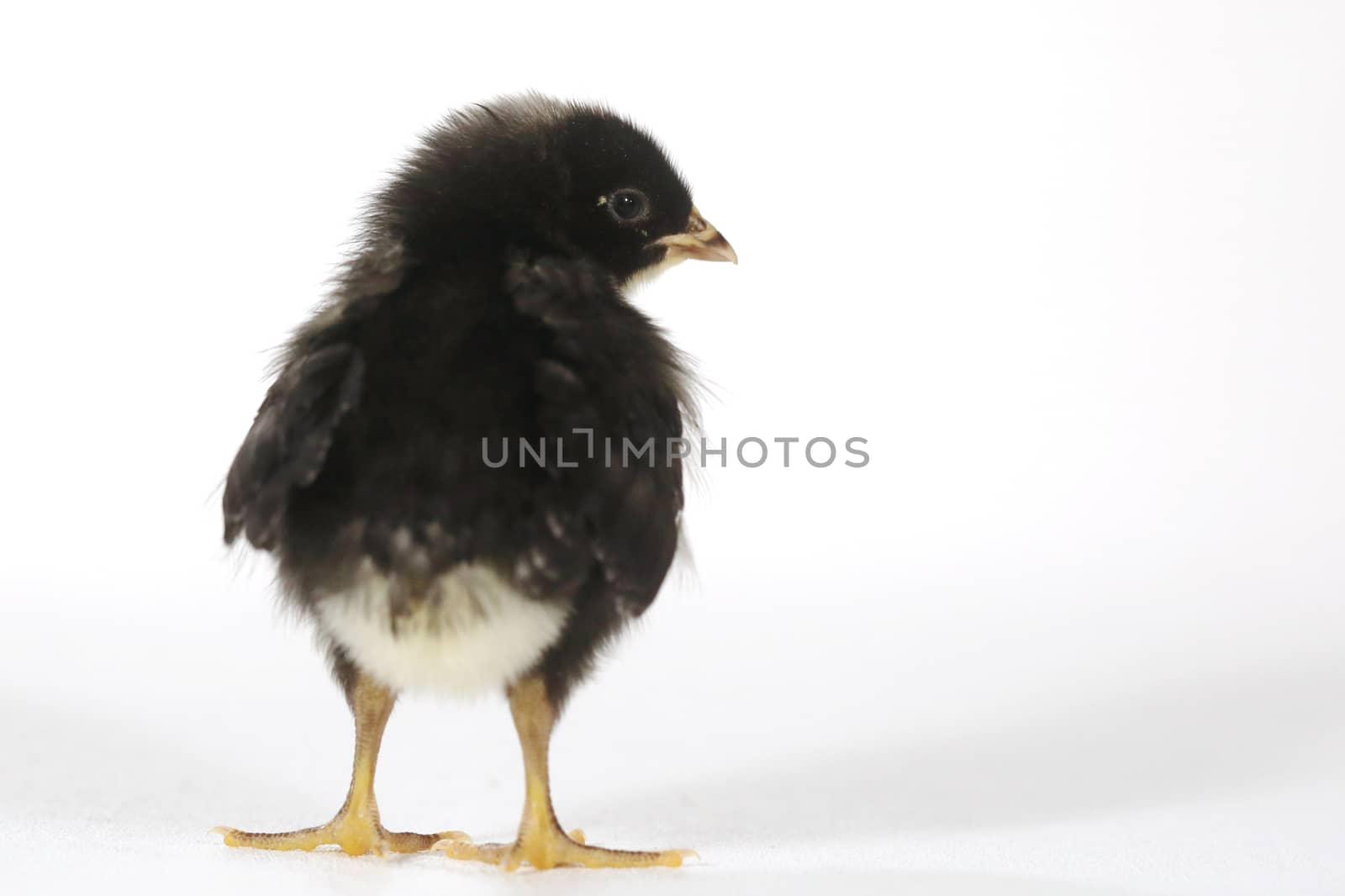 Adorable Baby Chick Chicken on White Background by tobkatrina