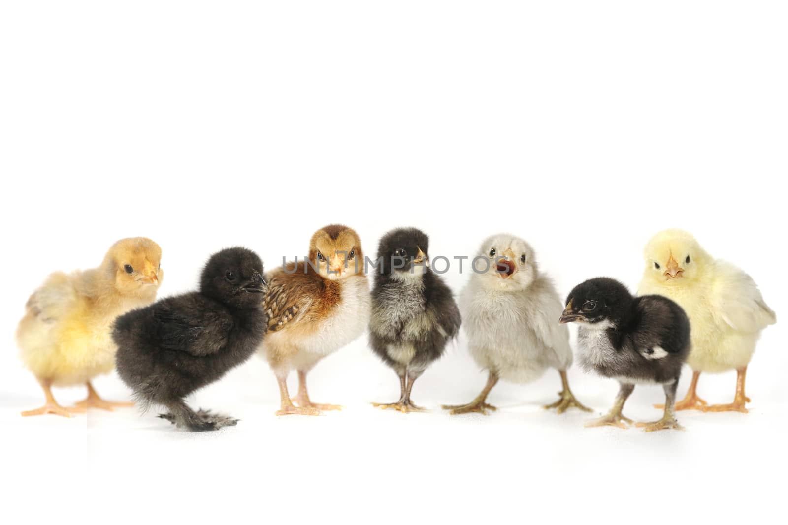 Multiple Baby Chick Chickens Lined Up on White