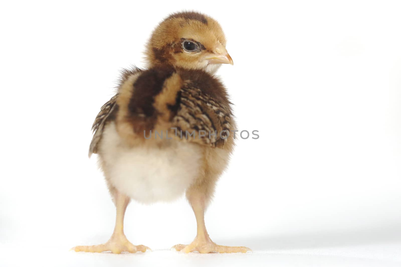 Adorable Baby Chick Chicken on White Background by tobkatrina