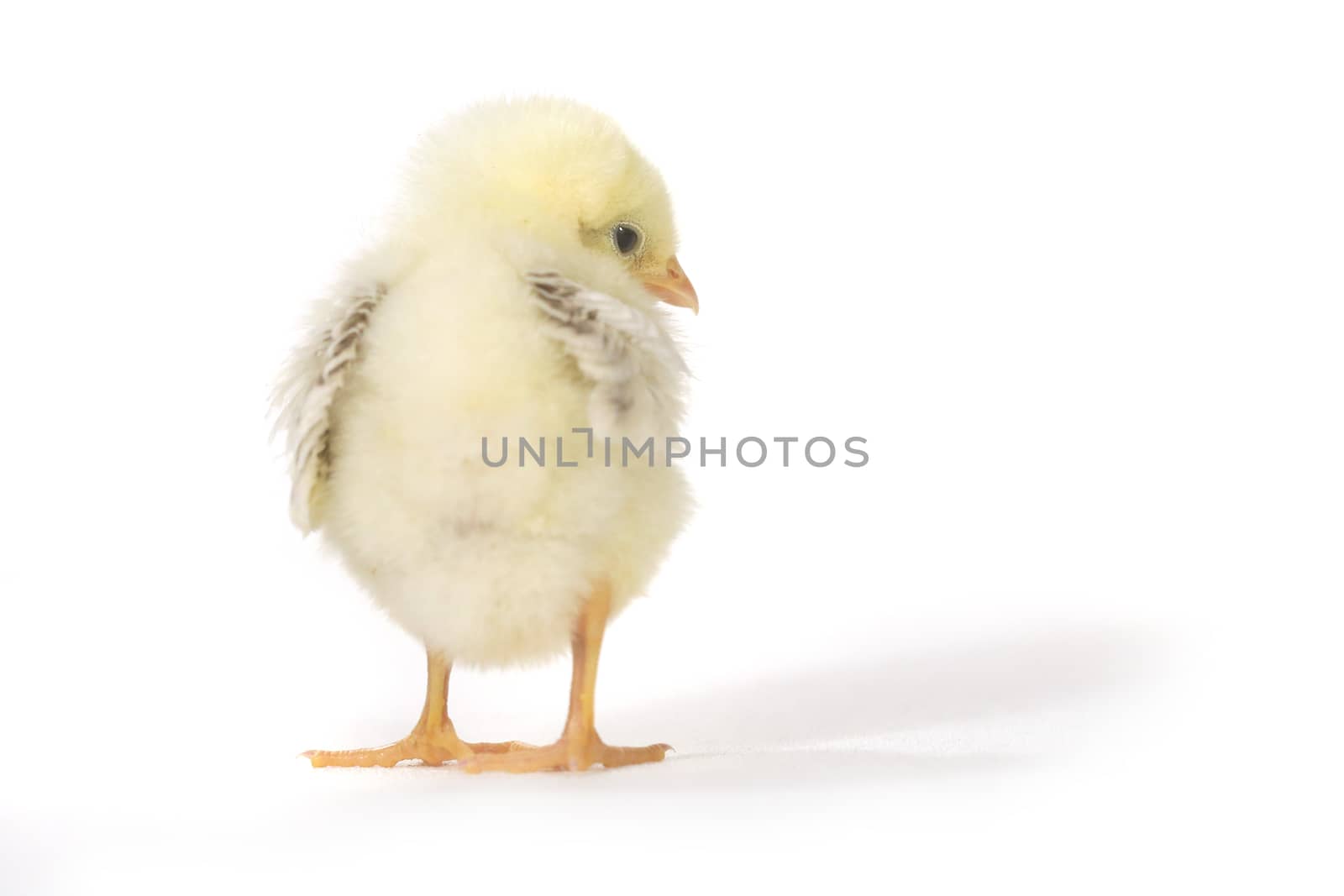 Adorable Baby Chick Chicken on White Background by tobkatrina