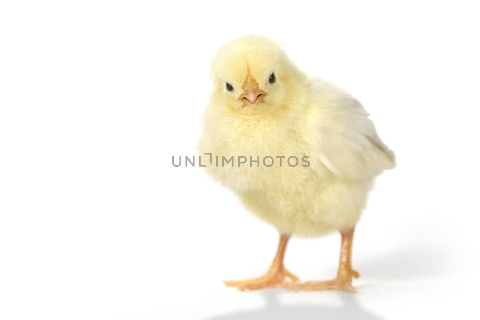 Adorable Baby Chick Chicken on White Background by tobkatrina