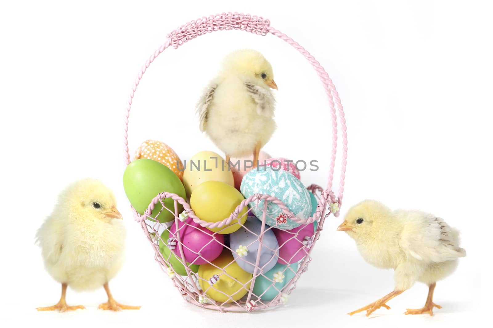 Easter Themed Image With Baby Chicks and Eggs