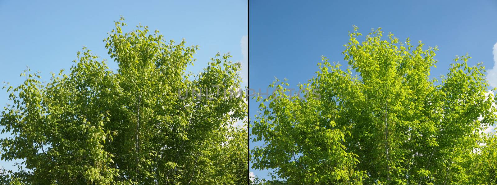 Effect of polarising filter on trees and sky to improve the appearance of landscapes - Sky is bluer and leaves are greener - Without filter on the left - With filter on the right