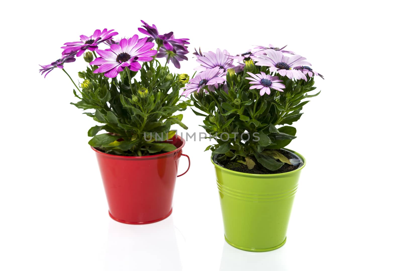 spanish daisy flowers in red and green bucket isolated on white