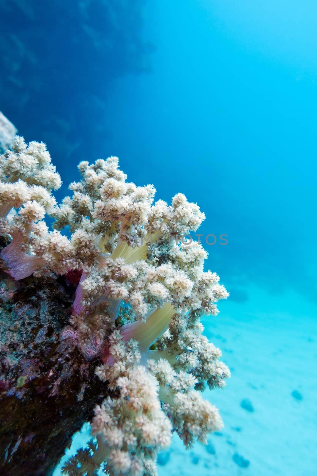 coral reef with white soft coral at the bottom of tropical sea by mychadre77
