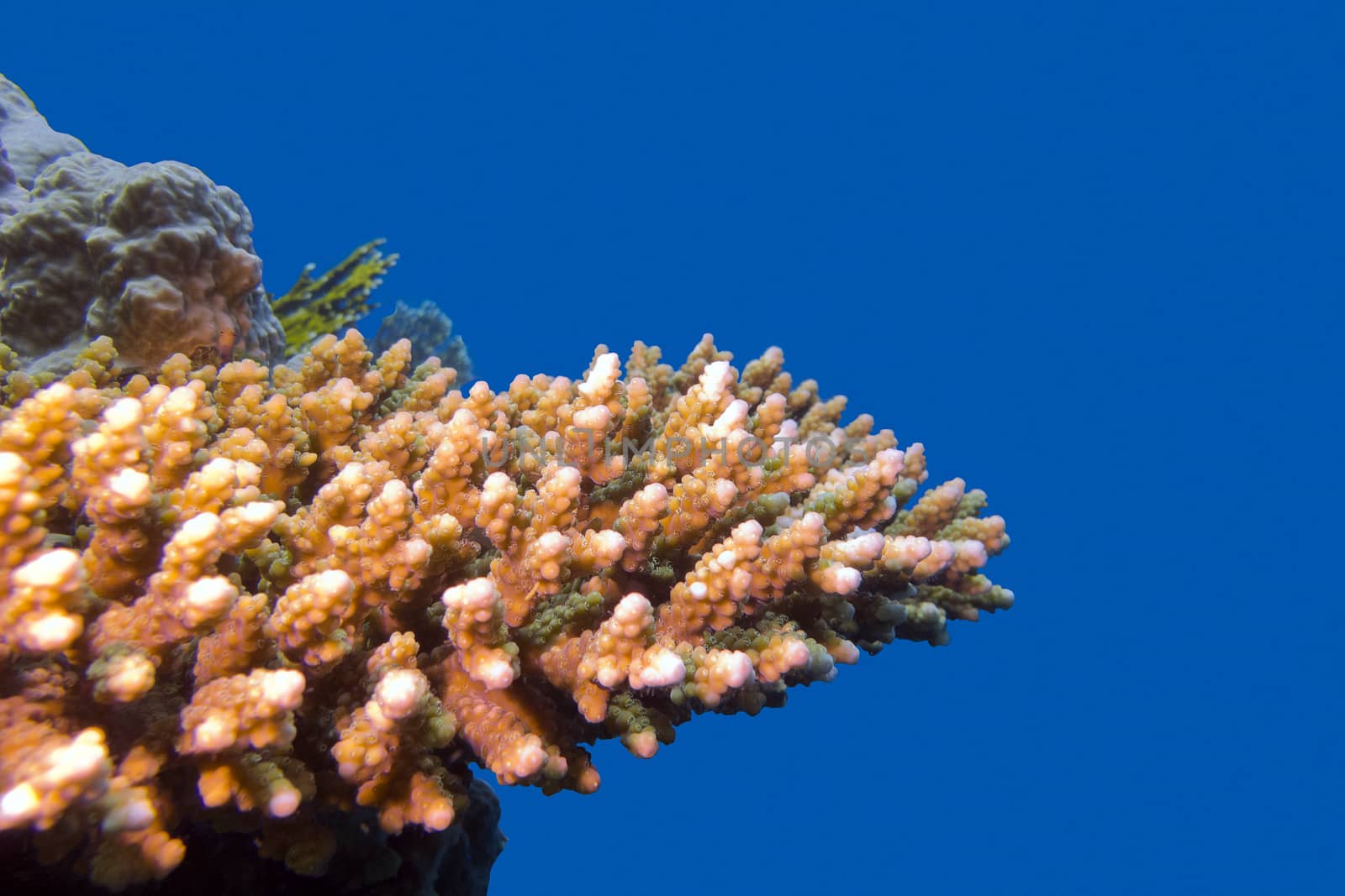coral reef with hard acropora coral at the bottom of tropical sea on blue water background
