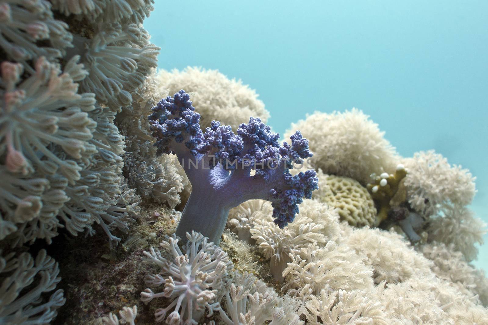 coral reef with soft corals at the bottom of red sea